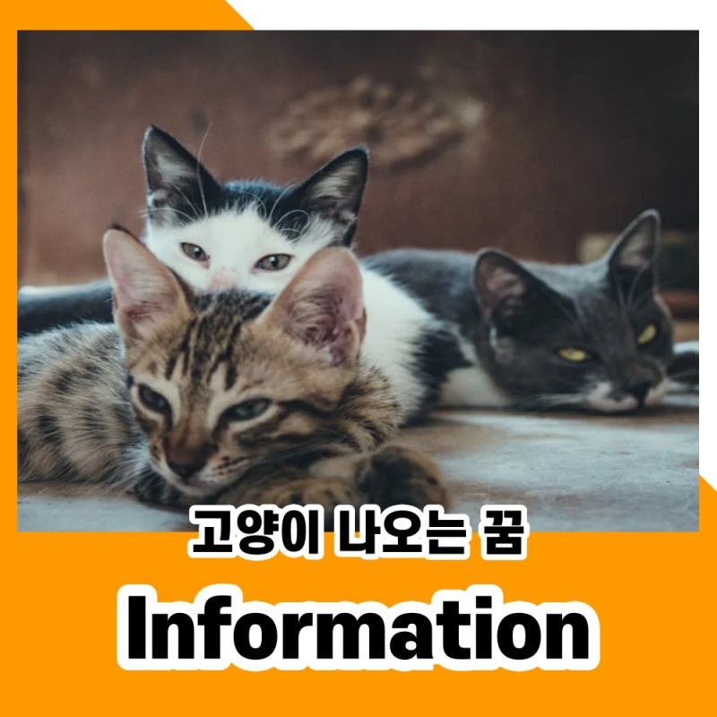 고양이 나오는 꿈 흉몽일까 길몽일까 :: 꿈해몽 해보기