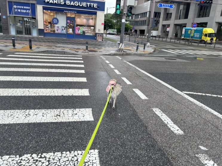  실외배변 비는 며칠째 걸어서 출근한다는 강아지