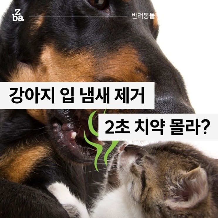  강아지 입 냄새 제거 스케일링 없이 2초 치약으로 정말 좋아짐