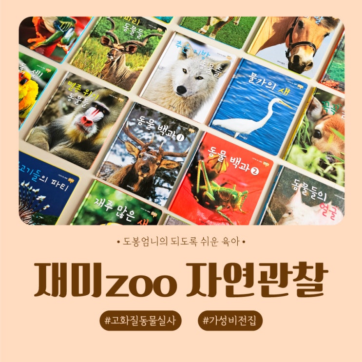  돌아기 자연관찰 가성비 전집 재미주 zoo 내돈내산 동물실사책