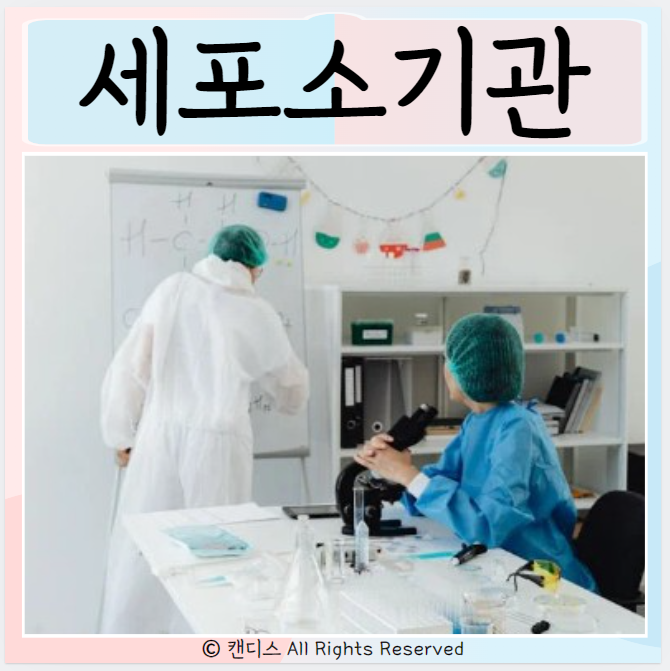  세포소기관 세포핵 미토콘드리아 리소좀 소포제 리보솜 골지체
