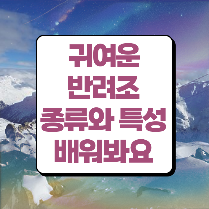  인천앵무새분양 , 반려조관리사 자격증 온라인으로 쉽게 합격 전략 궁금증 해결