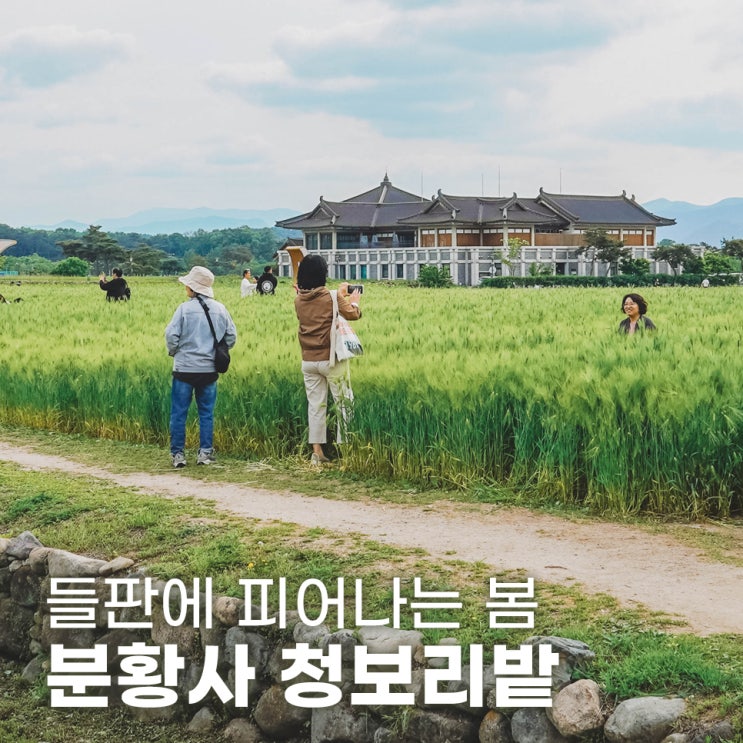  경주 가볼만한곳 분황사 청보리밭