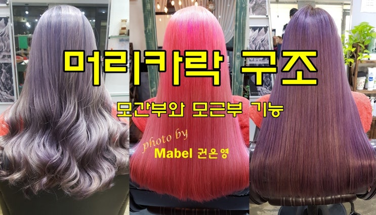  머리카락 모근부 구조 및 기능