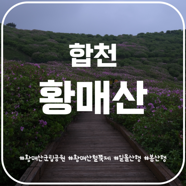 24년 황매산 철쭉제 안내 황매산 철쭉 개화현황 24년 황매산 철쭉제 안내 황매산 철쭉 개화현황