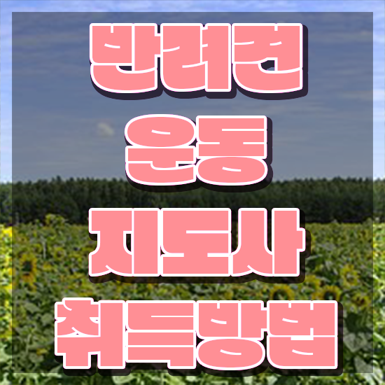  반려견 분양 구체적인 반려견운동지도사 취득 노하우