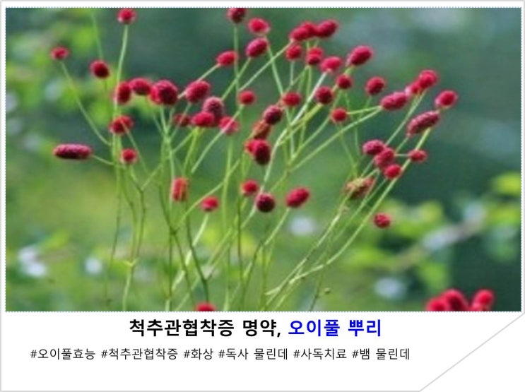  척추관협착증 명약, 오이풀 뿌리