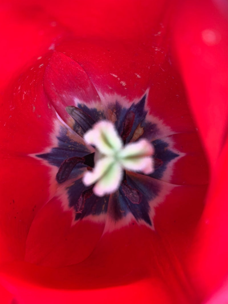 비트코인과튤립 : 네이버 블로그