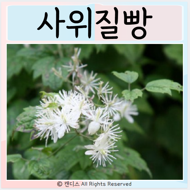  사위질빵 진통작용 이뇨작용 효능 부작용