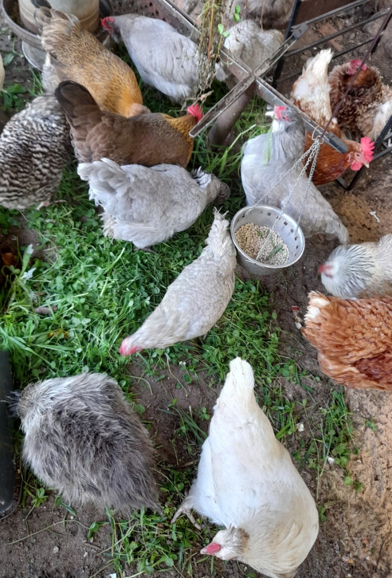 우리집 닭 이야기 : 네이버 블로그, image size:800x1177