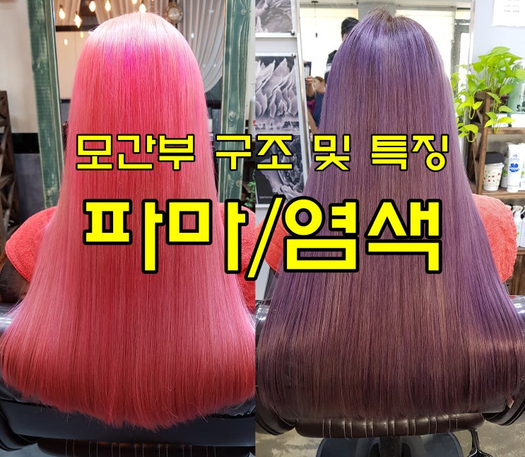  모발의 구조, 모간부(모표피/모피질/모수질)구조 및 특징