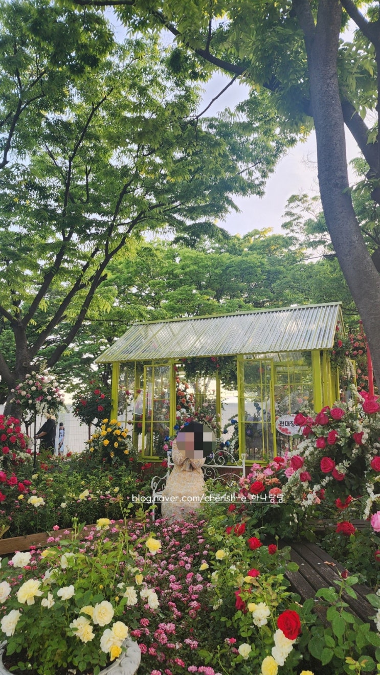  [경기 고양] 장미꽃으로 뒤덮인 2024년 고양국제꽃박람회 실시간 후기 (주차, 포토존, 먹거리)