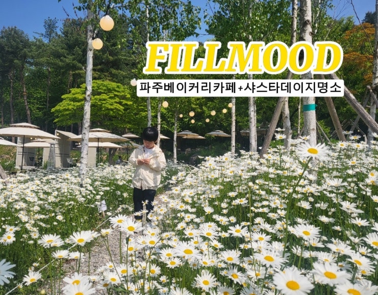  파주 필무드 베이커리카페-샤스타데이지 명소
