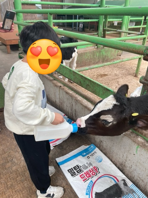  김포연보람 목장 - 7살 아이와 주말체험 나들이 (주말 방문 가능한 예약 꿀팁, 가격포함) 김포 아이와 가볼 만한 곳  서울근교 아이와 함께하는 낙농체험