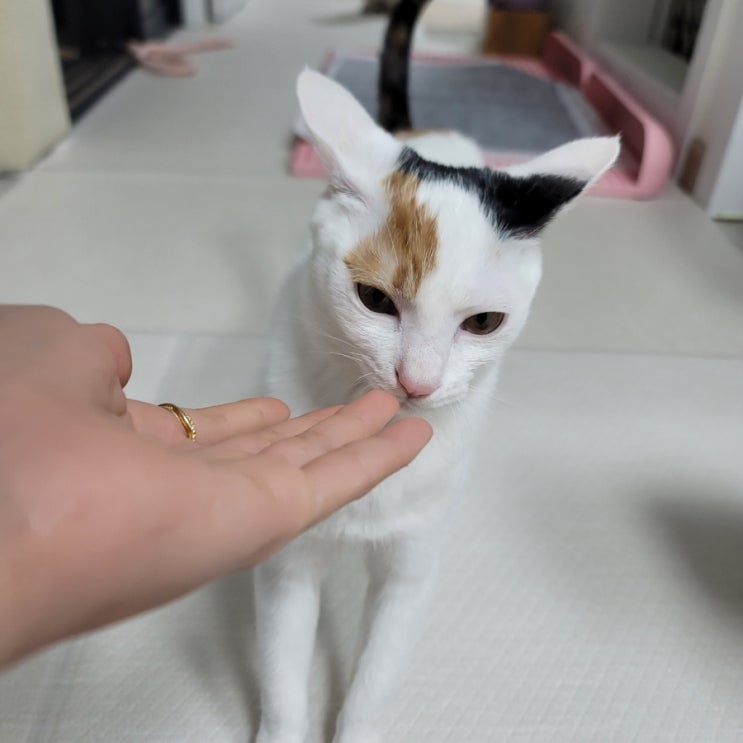  고양이 폐렴 증상 기침 개구호흡 식욕부진 오연성 폐렴
