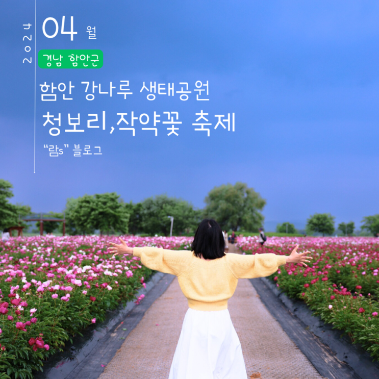  함안 청보리작약축제 칠서 강나루생태공원 개화상황 방문기