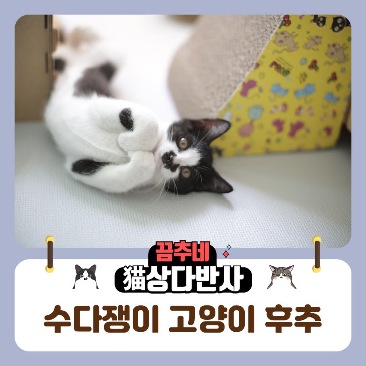  수다쟁이이 고양이 후추씨 요구사항은 확실하게