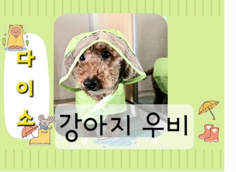강아지 우비, 다이소 강아지 우비, 판초우비