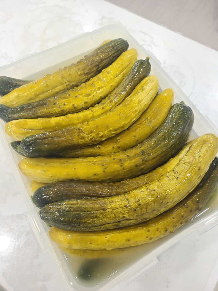  물없이 오이지 50개 / 100개 담그는법 도대체 설탕, 소금, 식초 비율이 뭐야?