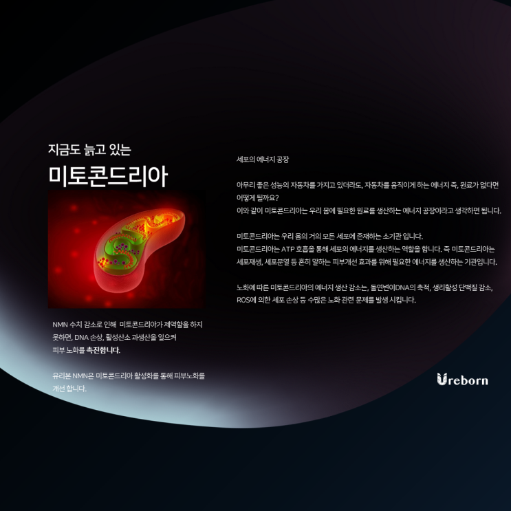  [유리본] 피부 노화에서 미토콘드리아의 역할