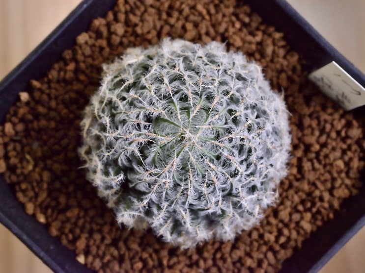  하월시아 볼루시(bolusii)