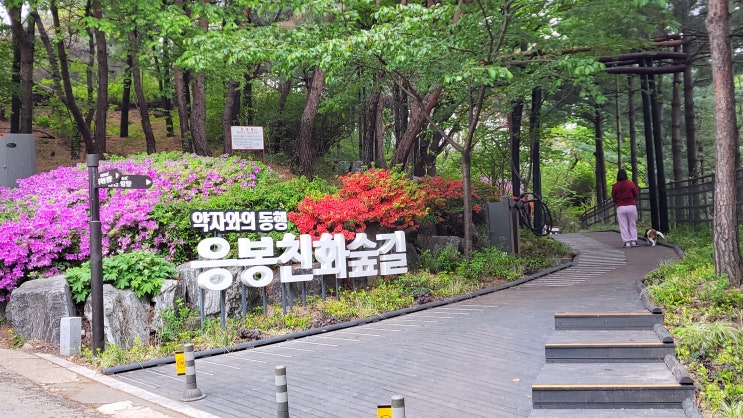  [서울 성동구,중구] 응봉 친화숲길 - 계단 없는 무장애 숲길