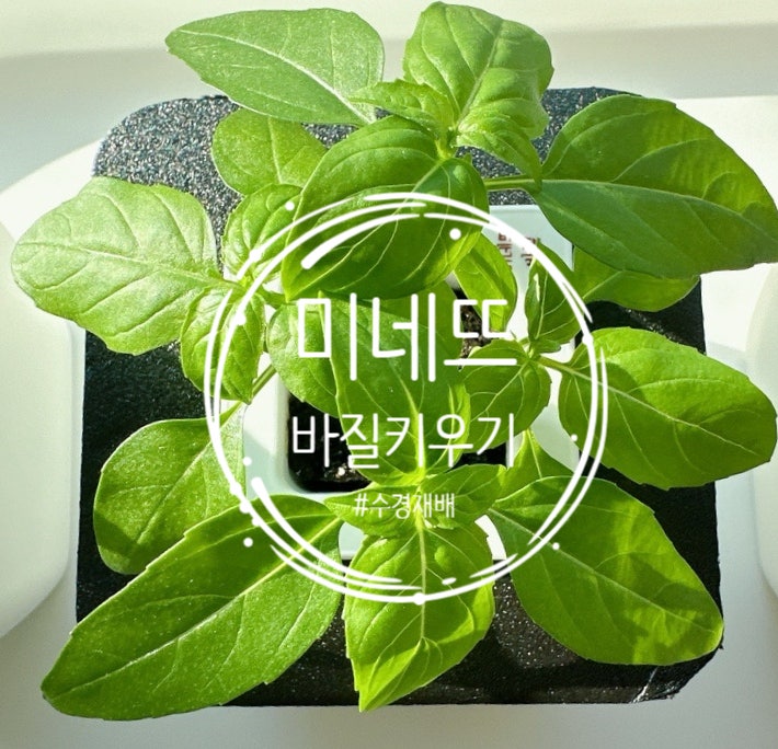  스위트 바질과 미네뜨 바질 키우기 순지르기 수확하기