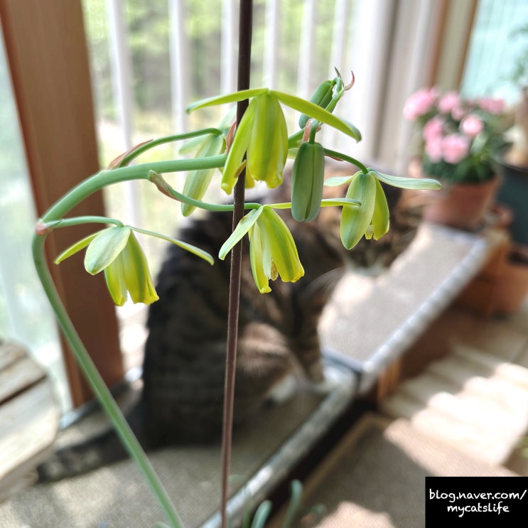  알부카 스피랄리스 꽃이 피다 Albuca spiralis
