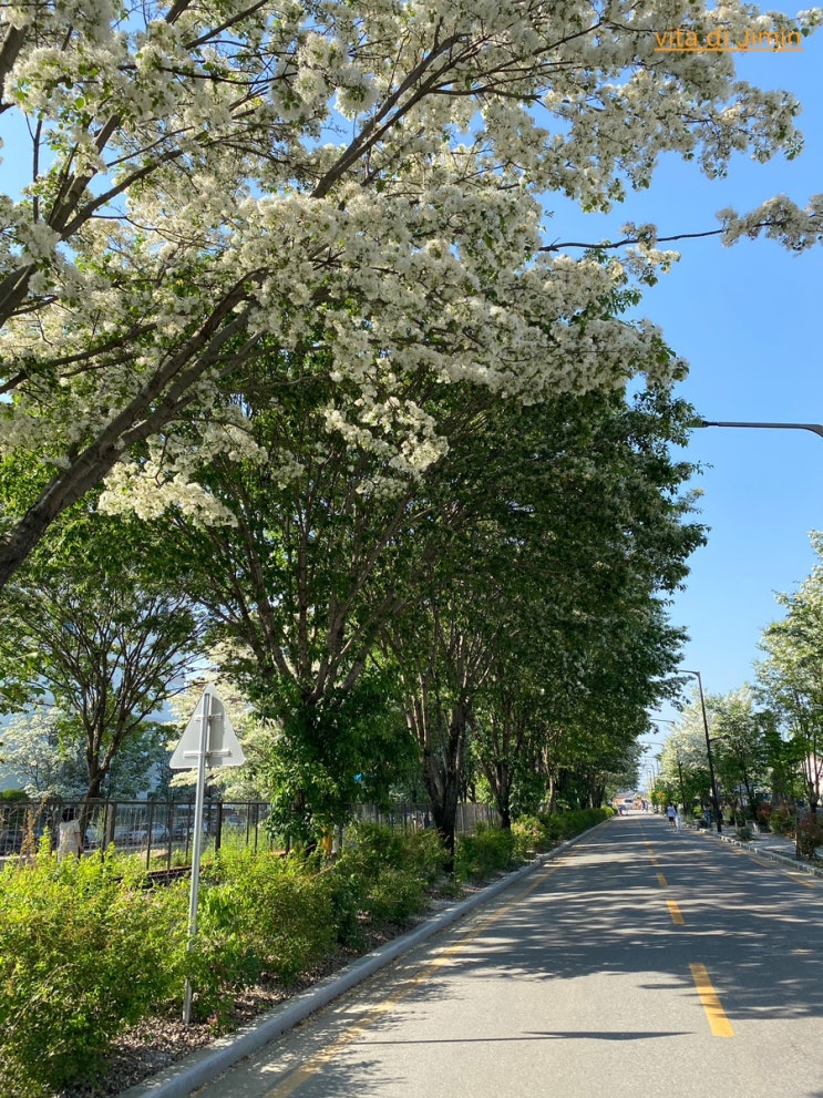  전주일상 | 전주 팔복동 전주이팝나무 이팝나무철길 팔복예술공장 봄나들이 전주 가볼만한곳