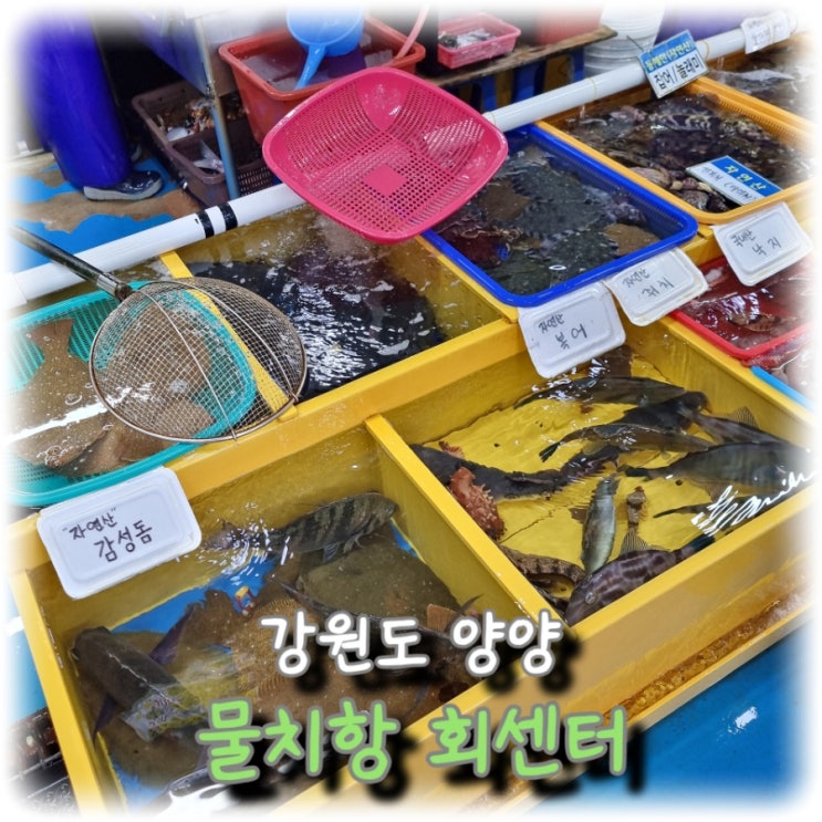  [여행] 강원도 양양 회 포장은 가성비 좋은 "물치항 활어회센터"
