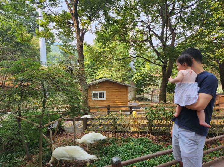  돌 아기와 서울대공원 동물원 방문 팁 (주차, 리프트, 유모차 사용여부, 수유실 등)