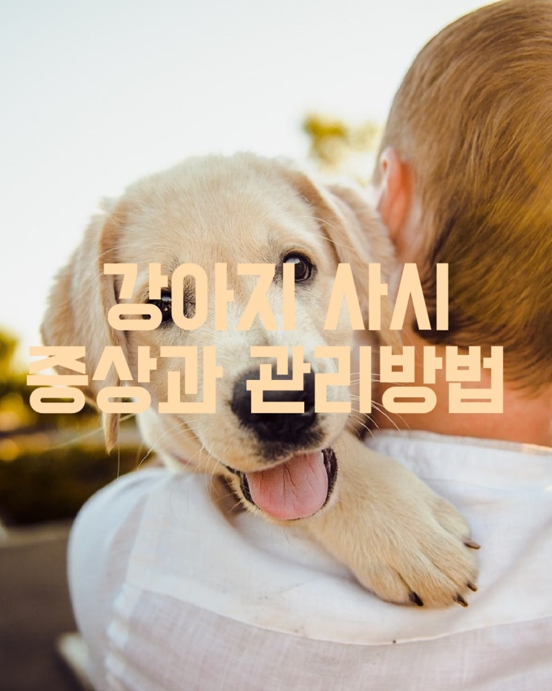 강아지 사시 증상과 관리방법