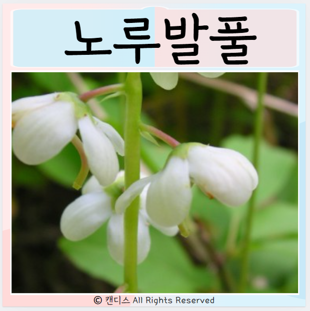  노루발풀 효능 섭취방법 주의사항은?
