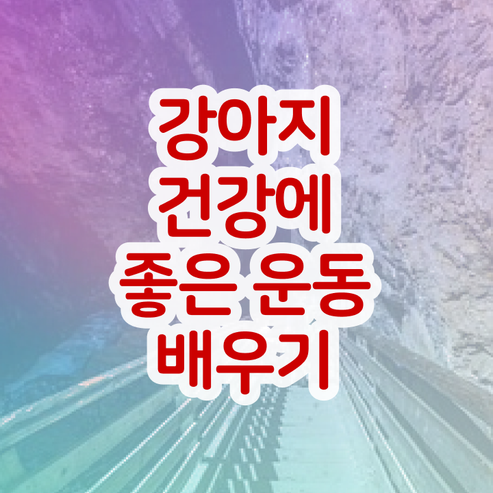  직장인도 쉽게 반려견운동지도사자격증 준비한 방법