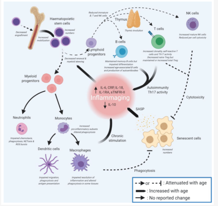  면역을 건강하게 하면, 젊게 만든다?Hacking the immune system could slow ageing — here’s how