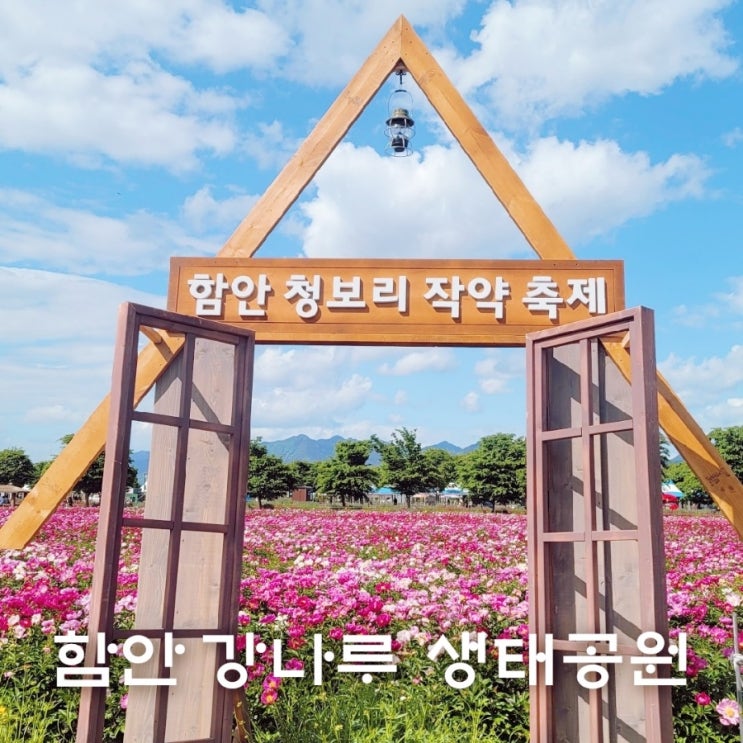  함안 청보리 작약축제 작약꽃 실시간 개화상황(칠서 강나루 생태공원 주차장)