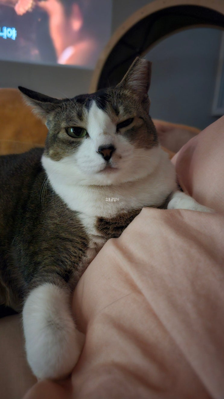  4월 고양이일기