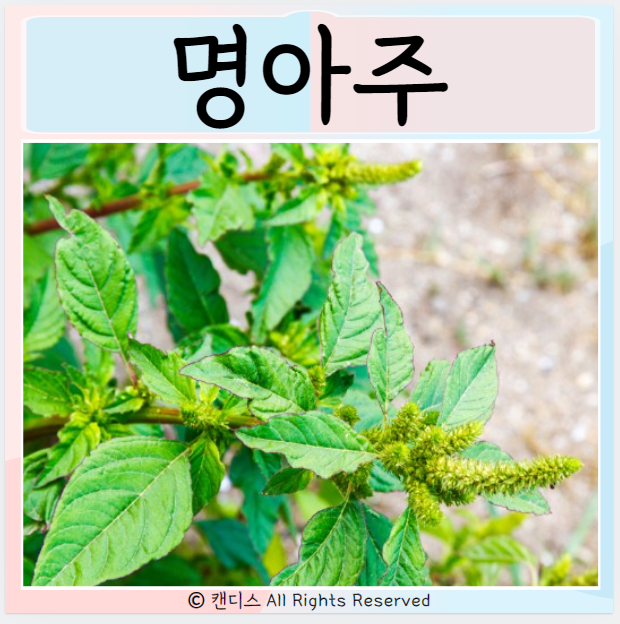  명아주 효능 먹으면 좋은점은 부작용