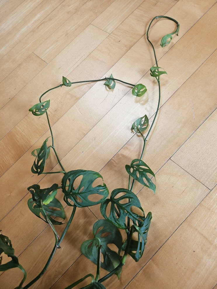  잎이 작아지는 몬스테라아단소니 원인Ⅰ가지치기Ⅰ 공중뿌리Ⅰ 번식Ⅰ수경으로 키우기