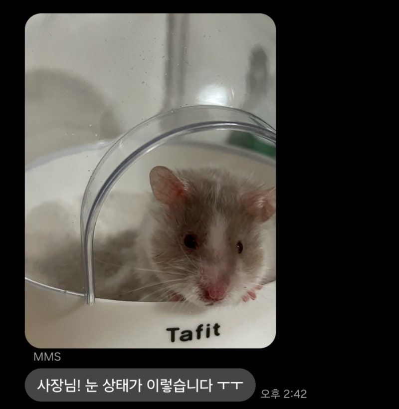 갑자기 햄스터가 눈물이 난다? 햄스터 눈병의 원인에 대해 알아보아요