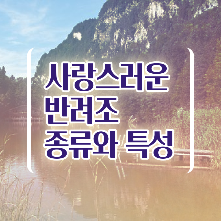  사랑 앵무새 키우기 , 반려조관리사 자격증 취득한 과정 최단기간 취득한 과정