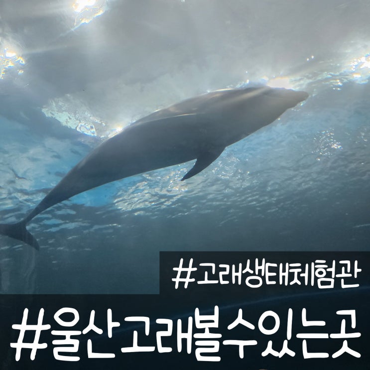  울산 장생포에서 3살 5살 울산함구경 후 모노레일 타고 고래생태체험관에서 돌고래 보기