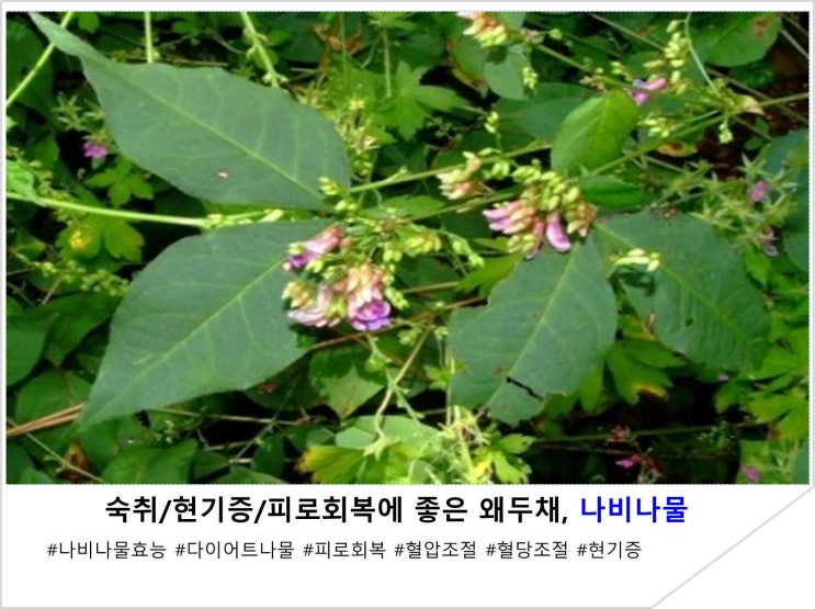  숙취/현기증/피로회복에 좋은 왜두채, 나비나물