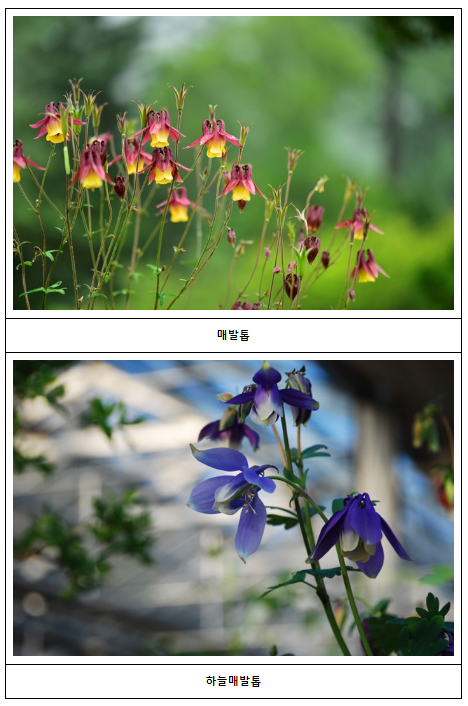 우리의 정원식물, 5월은 매발톱으로 선정 우리의 정원식물, 5월은 매발톱으로 선정