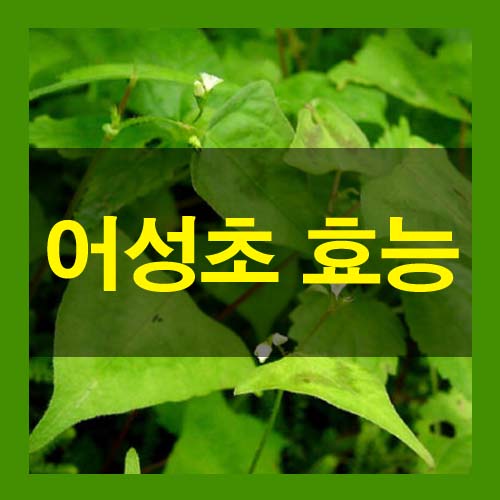  어성초 효능 부작용 섭취방법