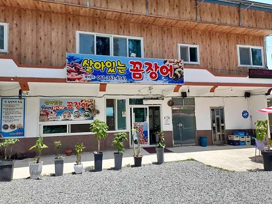 살아있는꼼장어 사진 1