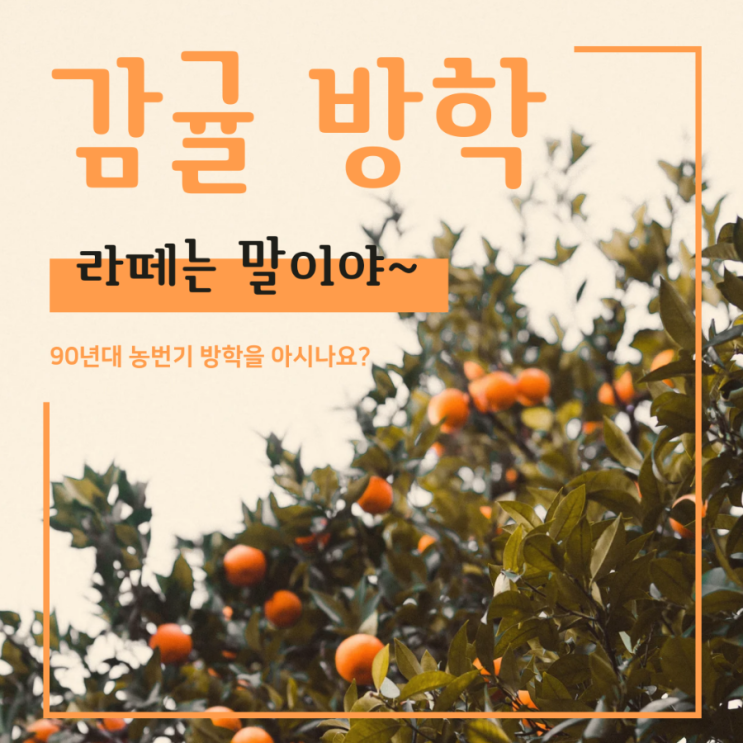  농번기(農繁期 ) 감귤 방학(미깡 방학) 그 시절 제주 추억 여행