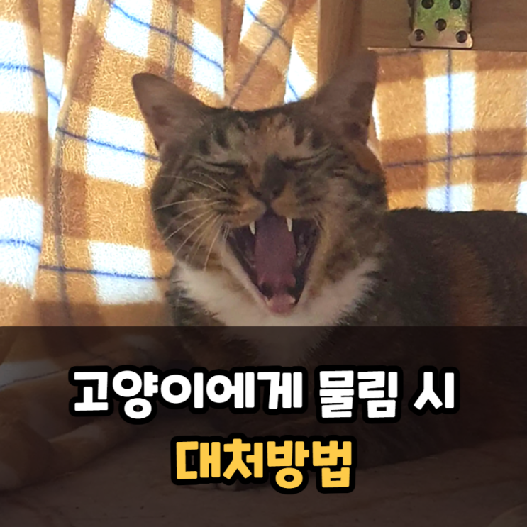  고양이에게물림 시 대처 방법