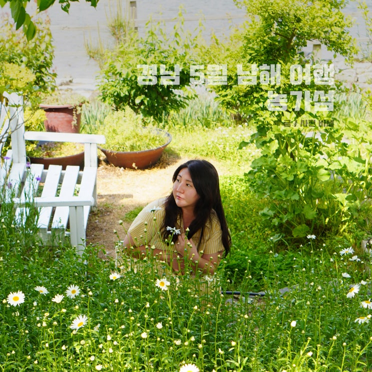  경남 5월 남해 여행, 데이지 양귀비 꽃 농가섬