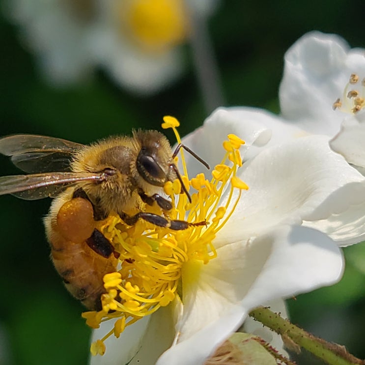 지금 꿀벌의 시간 찔레 꽃 피다